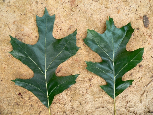 {Quercus velutina}